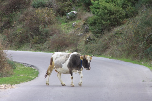 Loading Image