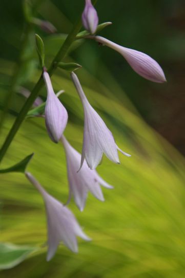 Flower1